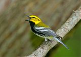 Black-throated Green Warblerborder=
