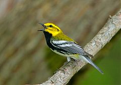 Black-throated Green Warbler