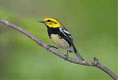 Black-throated Green Warbler