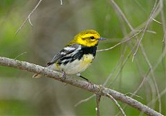 Black-throated Green Warbler