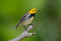 Black-throated Green Warbler