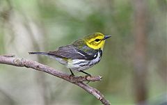 Black-throated Green Warbler