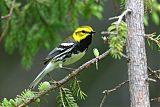Black-throated Green Warbler
