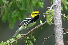 Black-throated Green Warbler