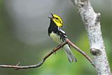 Black-throated Green Warbler