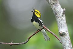 Black-throated Green Warbler