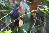 Black-throated Grosbeakborder=