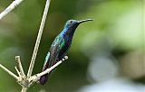 Black-throated Mango