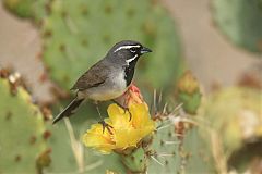 Black-throated Sparrow