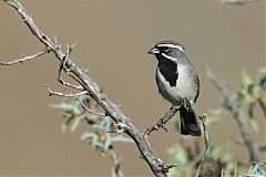 Black-throated Sparrow