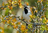 Black-throated Sparrow