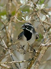 Black-throated Sparrow