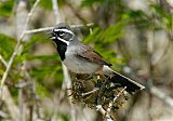 Black-throated Sparrow