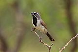 Black-throated Sparrowborder=