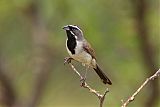 Black-throated Sparrow