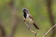 Black-throated Sparrow