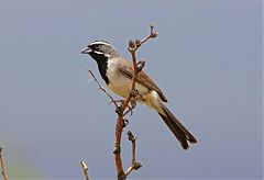 Black-throated Sparrow