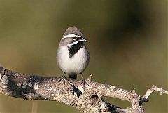 Black-throated Sparrow