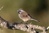 Black-throated Sparrow