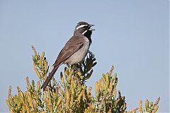 Black-throated Sparrow