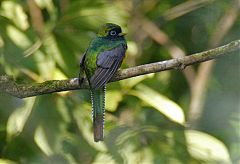 Black-throated Trogon