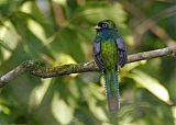 Black-throated Trogon