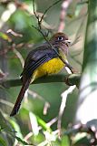 Black-throated Trogon