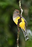 Northern Black-throated Trogonborder=