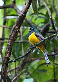 Northern Black-throated Trogonborder=