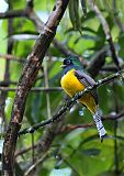 Black-throated Trogon