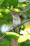 Black-whiskered Vireoborder=