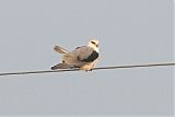Black-winged Kiteborder=