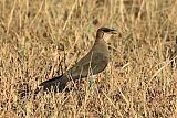 Black-winged Pratincole