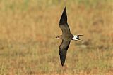 Black-winged Pratincoleborder=