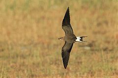 Black-winged Pratincole