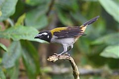 Black-winged Saltator