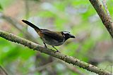 Black-winged Saltator