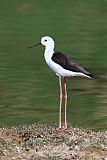 Black-winged Stiltborder=