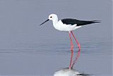 Black-winged Stiltborder=