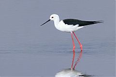 Black-winged Stilt