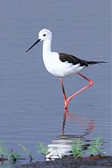 Black-winged Stilt