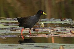 Black Crake