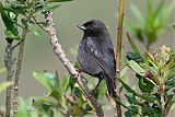 Black Flowerpiercerborder=