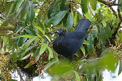 Black Guan