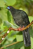 Black Guan