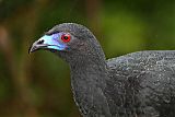 Black Guan