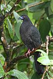 Black Guan