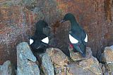 Black Guillemot