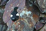 Black Guillemot