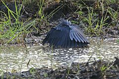 Black Heron